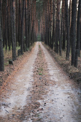 Dirt road in a pine forest