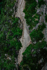 trunk of a tree
