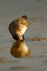 Dunlins from Nin salt marsh