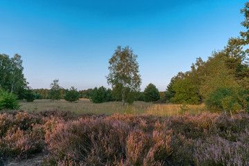 Scenic panorama of a german heather landscape in autumn with purple flowering erica plants