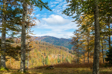 Fototapeta premium Mountain forest in late Autumn