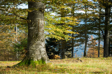 Fototapeta premium Close up of beech tree in the mountains