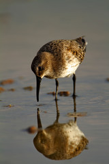 Dunlins from Nin salt marsh