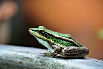 frog on black background