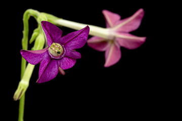 Flower of fragrant tobacco, lat. Nicotiana sanderae, isolated on black background