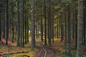 Obraz premium Forest in late autumn, in the mountains, vintage filter applied