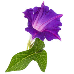 Flower of  ipomoea, Japanese morning glory, convolvulus, isolated on white background