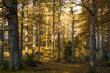 Fototapeta premium Jesienne drzewa w górach, zastosowano filtr vintage