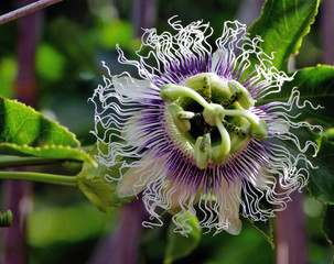 Fleur exotique et &eacute;trange de Madagascar