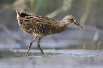 Juvenile Water Rail