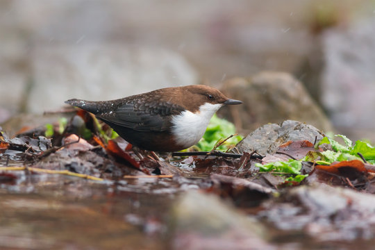 White-throated dipper