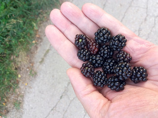 Close Up Of Man Holding Freshly Picked Blackberries - 288489725