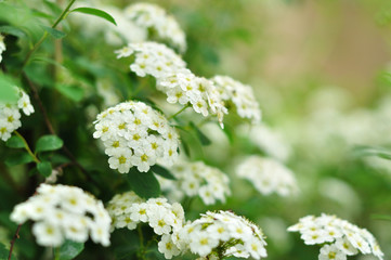 White flowers in the spring, Viburnum lentago, Nannyberry - 288489734