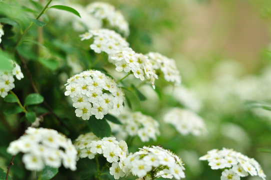 White flowers in the spring, Viburnum lentago, Nannyberry