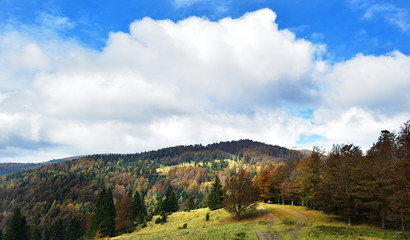 Mountain forest in late Autumn