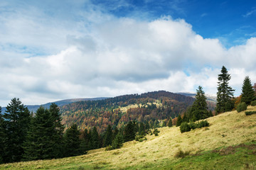 Fototapeta na wymiar Mountain forest in late Autumn