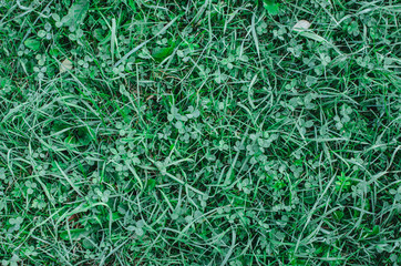 Fresh bright green grass background