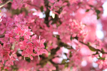 Pink spring flowers