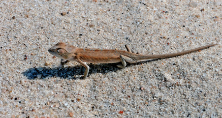 Caméléon sauvage coloré à Madagascar