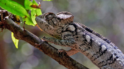 Caméléon sauvage coloré à Madagascar