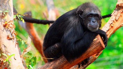 Monkey sitting on a branch
