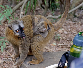 Le lémurien roux sauvage à Madagascar