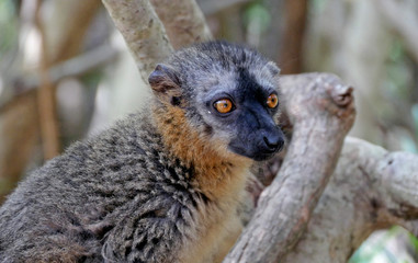 Le lémurien roux sauvage à Madagascar