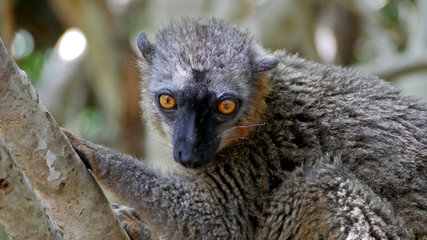 Le lémurien roux sauvage à Madagascar