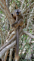 Le lémurien roux sauvage à Madagascar