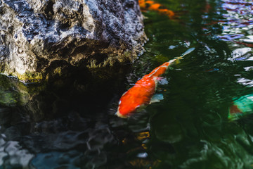 Koi fish swimming in a pond in garden