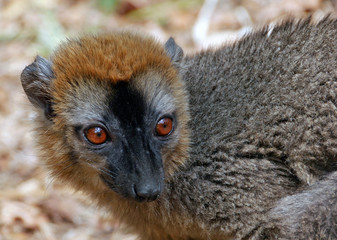 Le lémurien roux sauvage à Madagascar