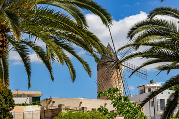 Fototapeta premium Windmill in Palma on balearic island Mallorca, Spain on a sunny day with palm trees in front