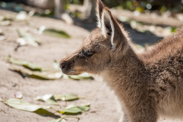 Side portrait of a joey 