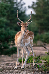 Young deer in a german forest in Brandenburg Germany