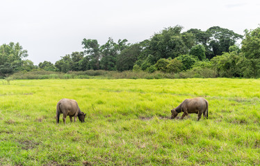 Fototapeta na wymiar Thai buffalo grazing in green grass field in countryside