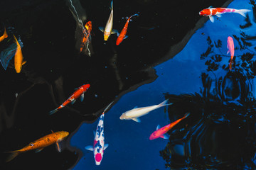 Colorful Koi fish swimming in a pond in garden