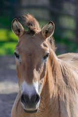 Przewalski horse head portrait (Equus ferus przewalskii) with afternoon sunlight