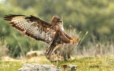 aguila ratonero en el campo