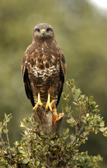 aguila ratonero en el campo