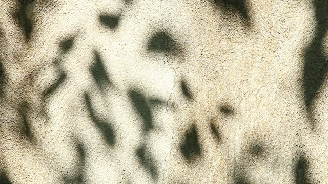 Leaves  shadow on the wall, Chiangmai  Thailand