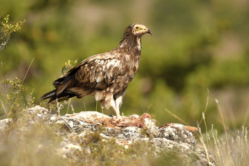 alimoches en la naturaleza