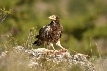 alimoches en la naturaleza