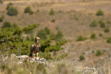 alimoches en la naturaleza
