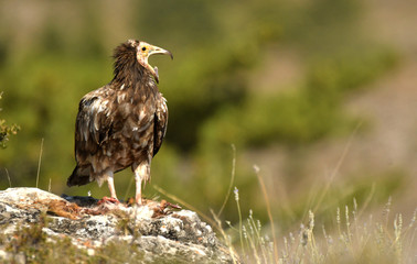 alimoches en la naturaleza