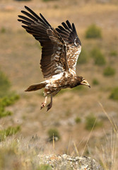alimoches en la naturaleza