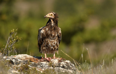 alimoches en la naturaleza