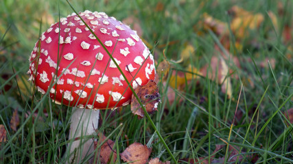 Mushroom on green grass background