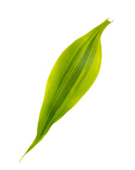 Obraz premium Fresh green leaf with long stripe on,closeup shot on white isolated with clipping path.