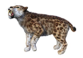 3D Rendering Sabertooth Tiger on White