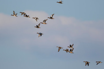 Ducks in Nin, Croatia